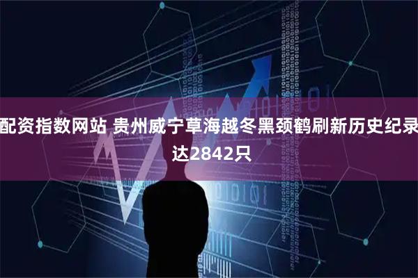 配资指数网站 贵州威宁草海越冬黑颈鹤刷新历史纪录 达2842只
